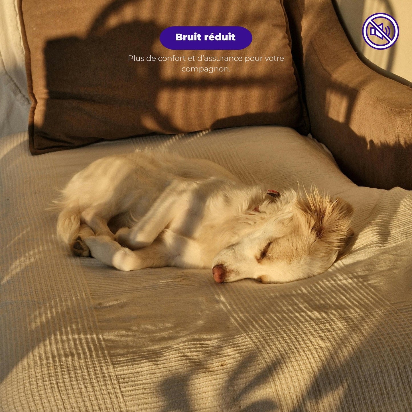 Pulseur chien professionnel - air Chaud